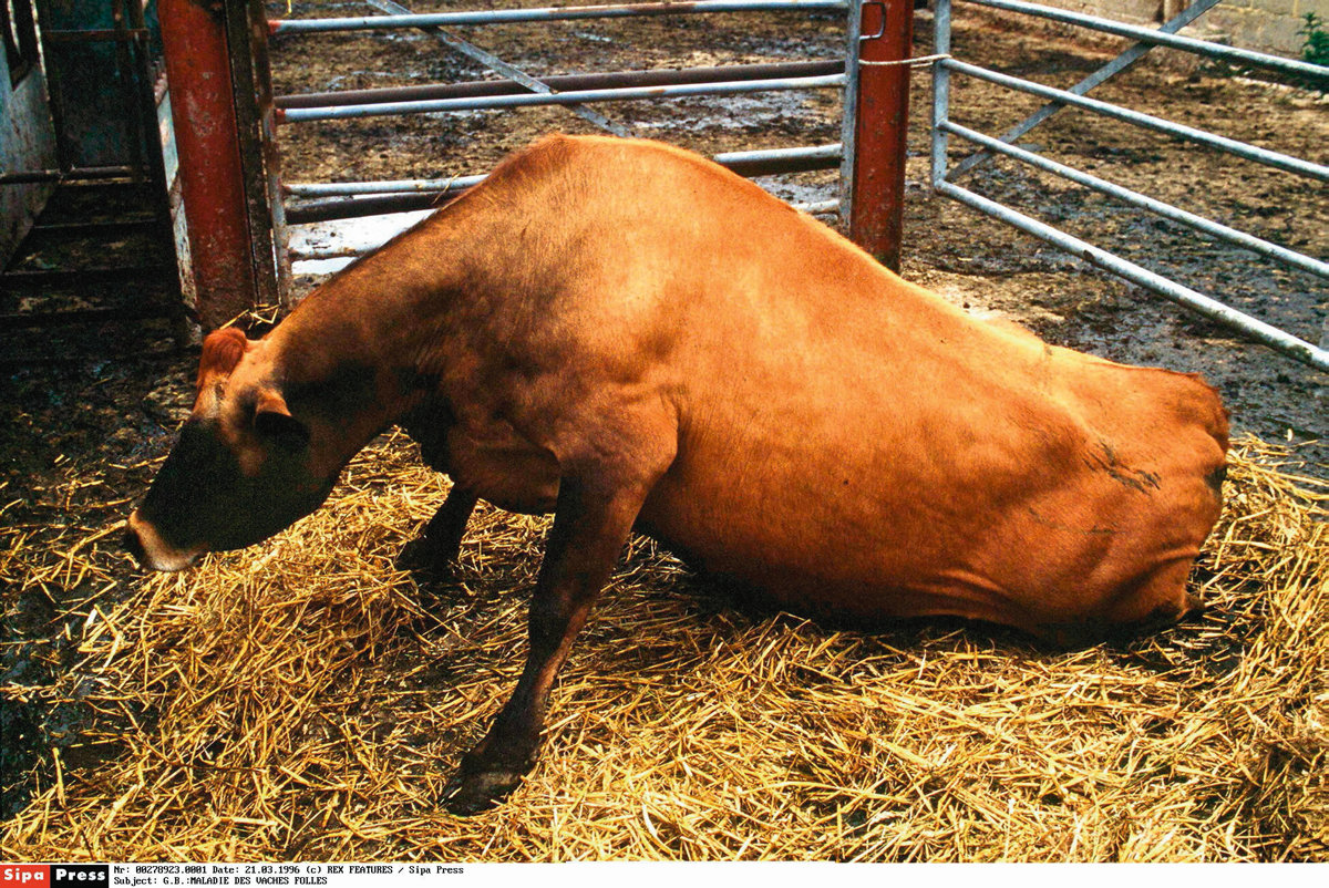 Les vaches massacrées sans justification scientifique : une crise économique et morale en France