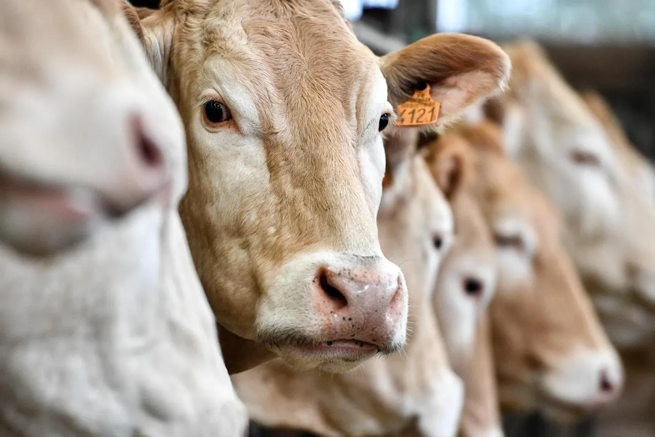 Les élus ruraux déclarent la guerre à l&rsquo;épidémie qui ravage les élevages bovins