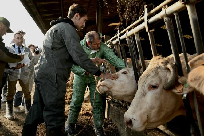 La vaccination du bétail : un piège économique en vue de la réduction des troupeaux
